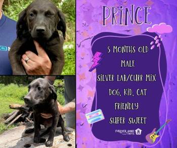 Labrador Retriever and Black Mouth Cur Dogs Available for Adoption in Lumberton, Texas - Prince | PetCurious