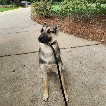 Curly -  German Shepherd Dog Dog for Adoption in Birmingham, Alabama - Curly | PetCurious