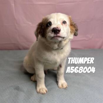 Great Pyrenees and Mixed Breed Dogs Available for Adoption - THUMPER | PetCurious
