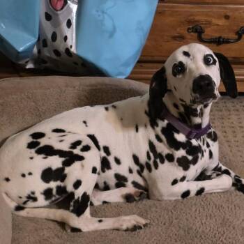 Ella -  Dalmatian Dog for Adoption in League City, Texas - Ella | PetCurious