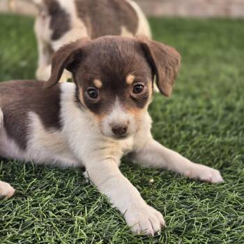 Puppy 3 -  Spaniel and Mixed Breed Dog Available for Adoption in Snyder, Texas - Puppy 3 | PetCurious