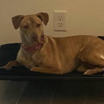 Gracie 6795 -  Labrador Retriever and Mixed Breed Dog for Adoption in Loxahatchee Groves, Florida - Gracie 6795 | PetCurious