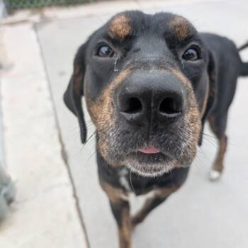 Rufus -  Hound and Mixed Breed Dog Available for Adoption in Emporia, Kansas - Rufus | PetCurious