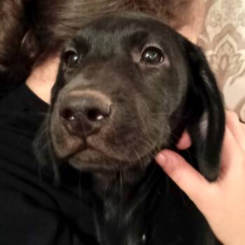 Rescue Black Labrador Retriever Dogs for Adoption in Austell, Georgia - Boy 3 | PetCurious