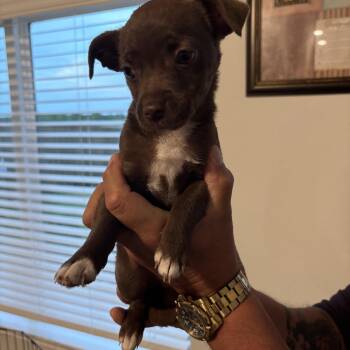 Chihuahua Dogs Available for Adoption in Joshua, Texas - Dove | PetCurious