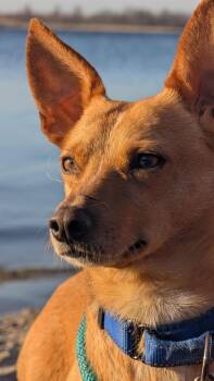 Corgi Dogs Available for Adoption - Deacon | PetCurious