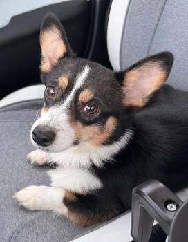 Echo -  Corgi Dog for Adoption in Overland Park, Kansas - Echo | PetCurious