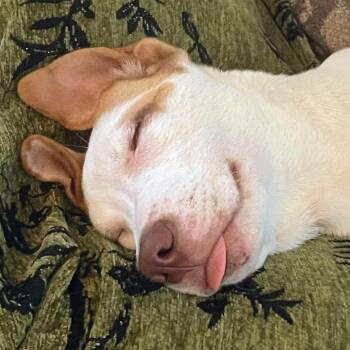 Noodle -  Mixed Breed Dog for Adoption in Shelby, North Carolina - Noodle | PetCurious