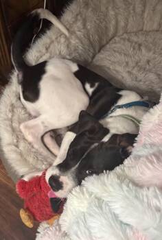 Pit Bull Terrier and Mixed Breed Dogs Available for Adoption - Caesar | PetCurious