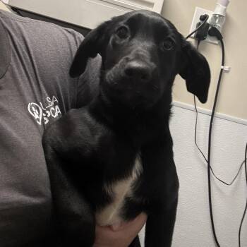 Pearl -  Australian Cattle Dog Blue Heeler and Mixed Breed Dog for Adoption in Tulsa, Oklahoma - Pearl | PetCurious