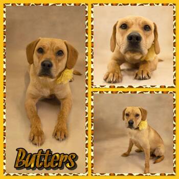 Beagle and Retriever Dogs Available for Adoption in Seagoville, Texas - Butters | PetCurious