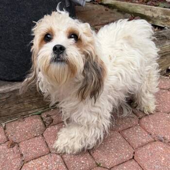 Mixed Breed Dogs Available for Adoption - Curie | PetCurious