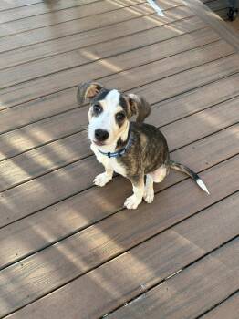 Rescue Collie and Terrier Dogs for Adoption in Wolcott, Connecticut - Piggy | PetCurious