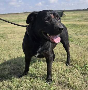 Augustus -  Labrador Retriever Dog for Adoption in Larned, Kansas - Augustus | PetCurious