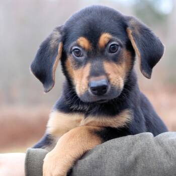 Rescue Black Mouth Cur Dogs for Adoption in Eastford, Connecticut - CT Espresso Martini | PetCurious
