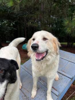 Popcorn -  Great Pyrenees Dog for Adoption in Danielsville, Georgia - Popcorn | PetCurious