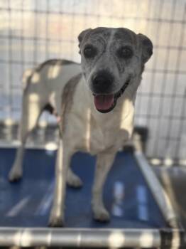 Queenie -  Chihuahua Dog Available for Adoption in Victorville, California - Queenie | PetCurious