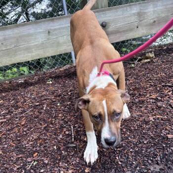Mixed Breed Dogs Available for Adoption in Asheville, North Carolina - Conditions | PetCurious