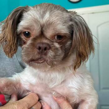 2166 Nash -  Shih Tzu Dog for Adoption in Springfield, Missouri - 2166 Nash | PetCurious