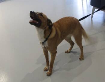 Dutch Shepherd and Mixed Breed Dogs Available for Adoption in Ocala, Florida - A382672 | PetCurious