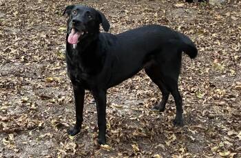 Ruby -  Black Labrador Retriever and Flat Coated Retriever Dog for Adoption in Mesquite, Texas - Ruby | PetCurious