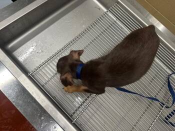 Chihuahua Dogs Available for Adoption in Douglasville, Georgia - Reese | PetCurious