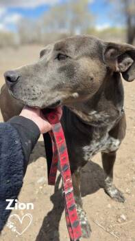 Zion -  Pit Bull Terrier Dog Available for Adoption in Monte Vista, Colorado - Zion | PetCurious