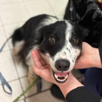 Buddy Boy -  Mixed Breed Dog for Adoption in Charleston, West Virginia - Buddy Boy | PetCurious