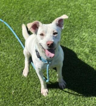Makgeolli* -  Mixed Breed Dog for Adoption in El Paso, Texas - Makgeolli* | PetCurious