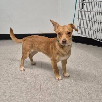 Sailor 26-06-031 -  Chihuahua Dog for Adoption in Bastrop, Texas - Sailor 26-06-031 | PetCurious