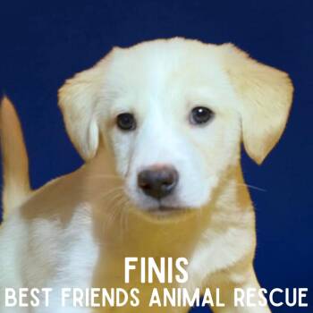 Beagle Dogs Available for Adoption - Finis | PetCurious