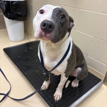 Trixie -  Pit Bull Terrier and Mixed Breed Dog for Adoption in Winston-salem, North Carolina - Trixie | PetCurious