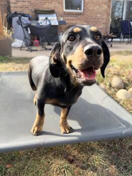 Rescue Basset Hound and Hound Dogs for Adoption in Boulder, Colorado - Loretta | PetCurious