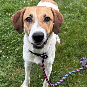 Guppy -  Mixed Breed Dog for Adoption in East Hanover, New Jersey - Guppy | PetCurious
