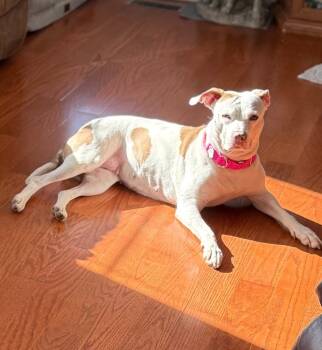 Rescue Pit Bull Terrier Dogs for Adoption in Charlotte, Michigan - Josie | PetCurious