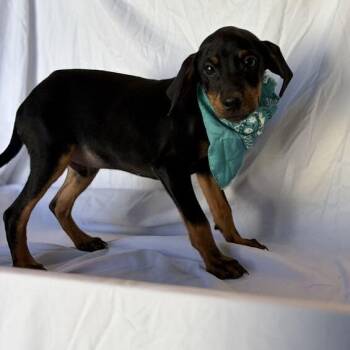 Chipper -  Mixed Breed Dog for Adoption in Canal Winchester, Ohio - Chipper | PetCurious