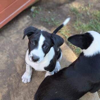 Bourbon -  German Shepherd Dog and Mixed Breed Dog Available for Adoption in Midland, Texas - Bourbon | PetCurious