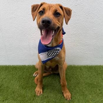 SAFFRON -  Jack Russell Terrier Dog for Adoption in San Diego, California - SAFFRON | PetCurious