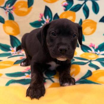 Travis Tritt -  Pit Bull Terrier Dog for Adoption in Chesapeake, Virginia - Travis Tritt | PetCurious