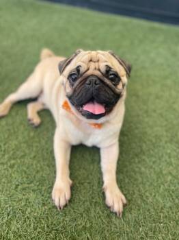 Rescue Pug Dogs for Adoption in Gardena, California - Calabasa | PetCurious