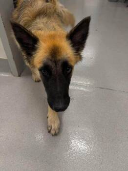 Jax -  German Shepherd Dog Dog for Adoption in Suamico, Wisconsin - Jax | PetCurious