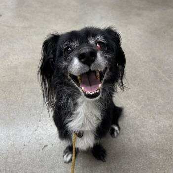 Kaiser -  Spaniel and Mixed Breed Dog for Adoption in Hawthorne, California - Kaiser | PetCurious