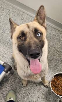 Charley -  Terrier and German Shepherd Dog Dog for Adoption in Athens, Tennessee - Charley | PetCurious