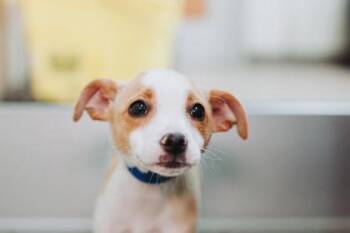 Rat Terrier and Mixed Breed Dogs Available for Adoption - 90213a Egg Nog | PetCurious