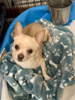 Chihuahua Dogs Available for Adoption in Richmond, Virginia - Bucky  | PetCurious