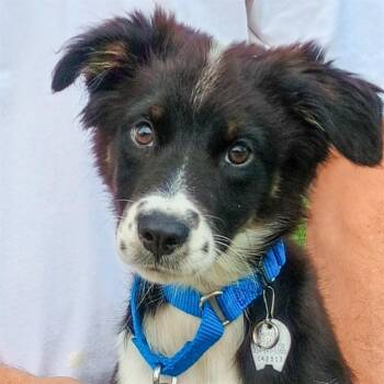 HANNAH -  Australian Cattle Dog Blue Heeler Dog for Adoption in St. Louis, Missouri - HANNAH | PetCurious