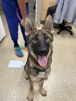 Rescue Mixed Breed Dogs for Adoption in Munster, Indiana - Bea | PetCurious