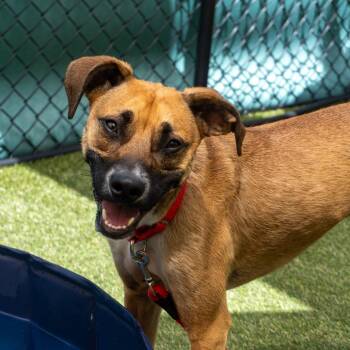 Mixed Breed Dogs Available for Adoption in Asheville, North Carolina - Mauser | PetCurious