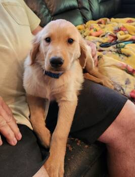 Golden Retriever Dogs Available for Adoption in Twin Lakes, Wisconsin - Hudson 285 | PetCurious