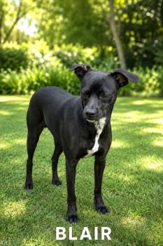 Blair -  Whippet and Chihuahua Dog for Adoption in Lucas, Texas - Blair | PetCurious